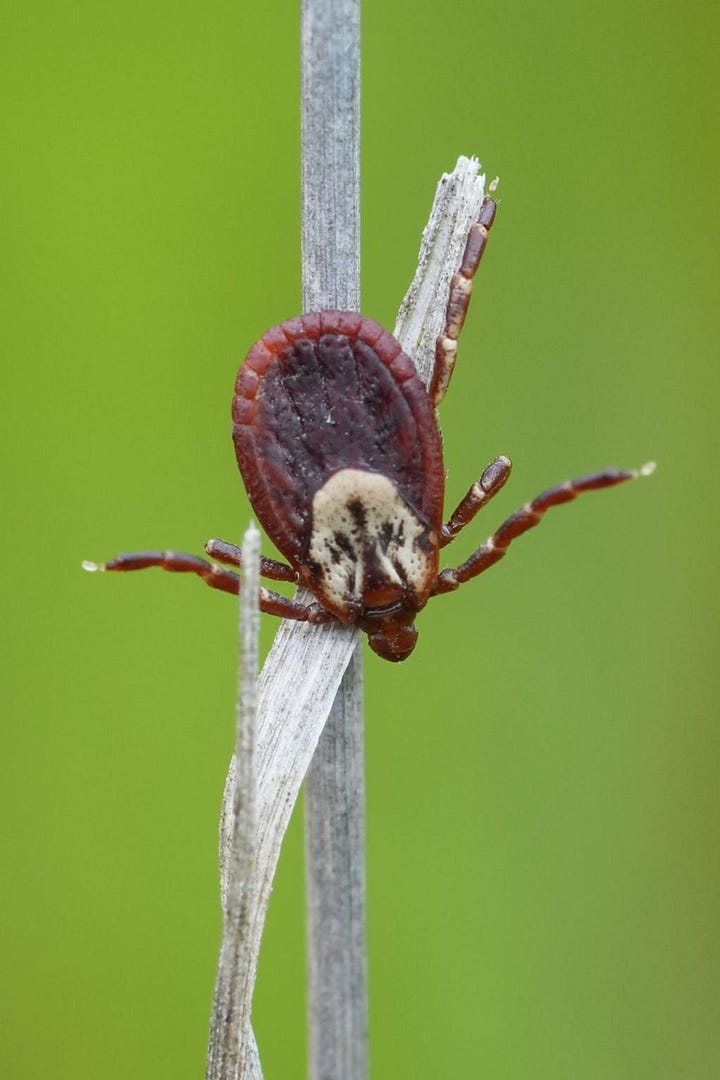 dog tick (green back ground) - lone star tick (red) - black legged tick (black background) - Western black legged tick (on stick)  - 