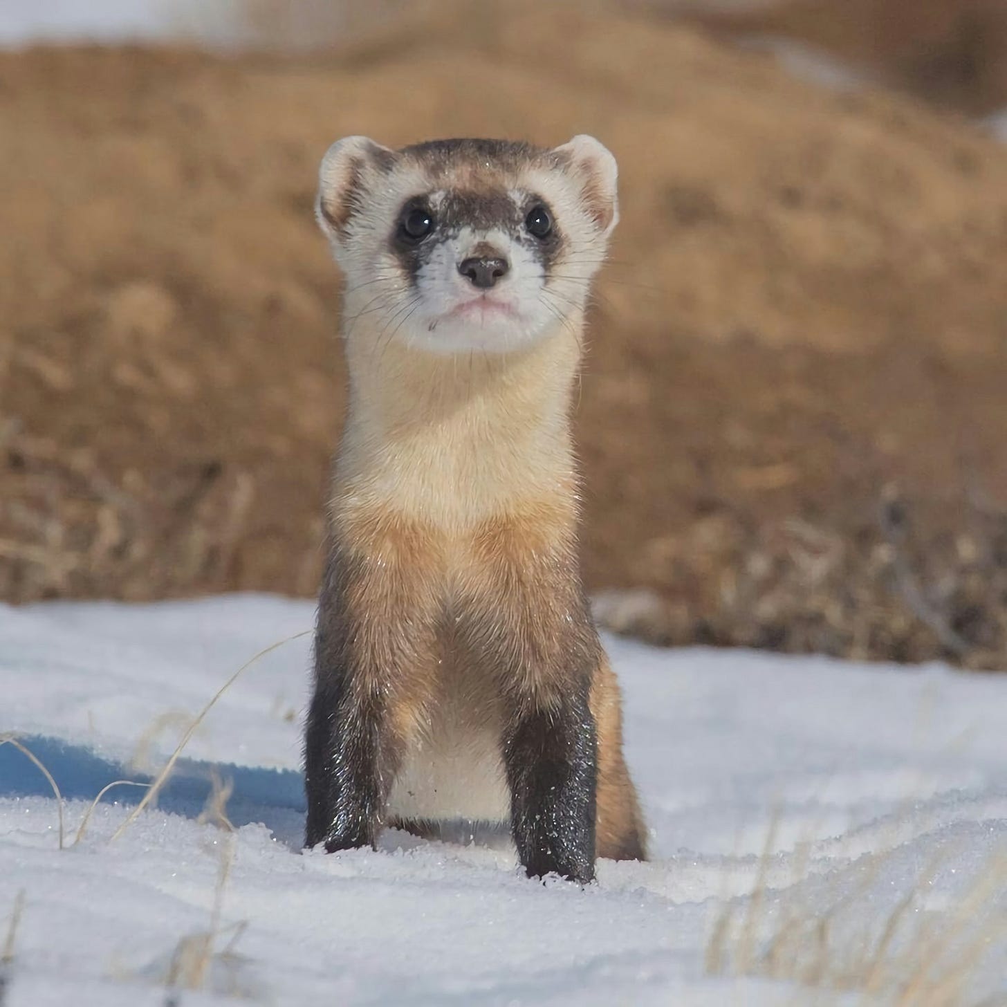 black footed ferret on snow covered ground