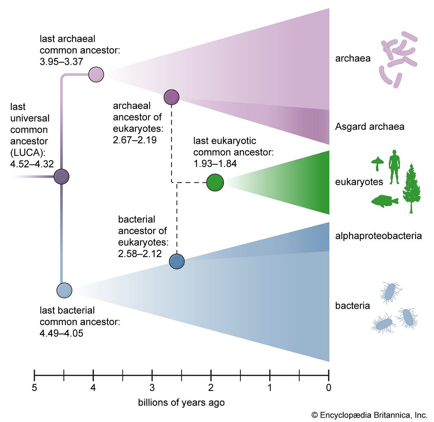 Last universal common ancestor (LUCA) | Description, Origin, Research, &  Domains of Life | Britannica