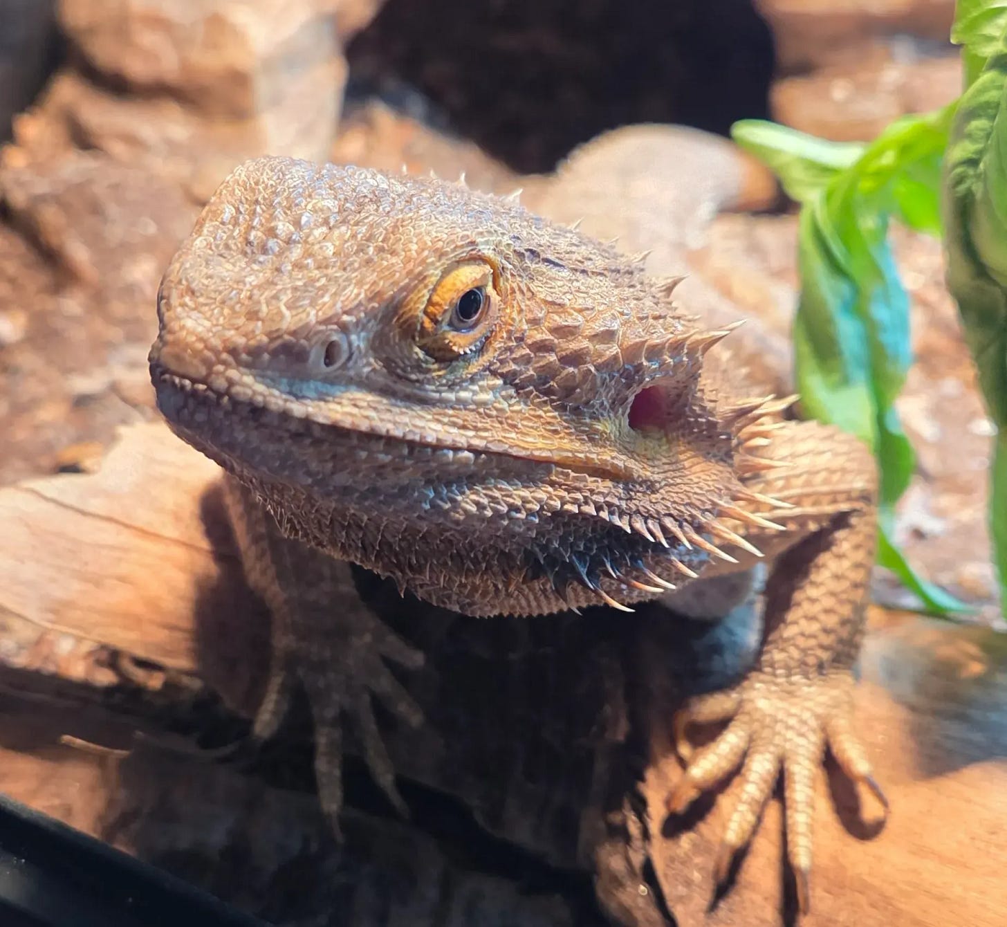 Dwight the Dragon