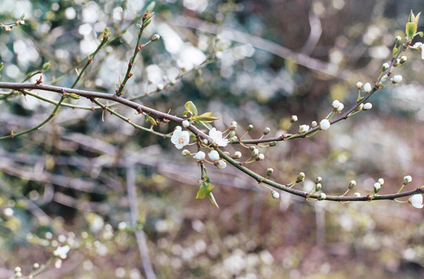 A film photo capturing a close-up of delicate white cherry blossoms just beginning to bloom on a tree.