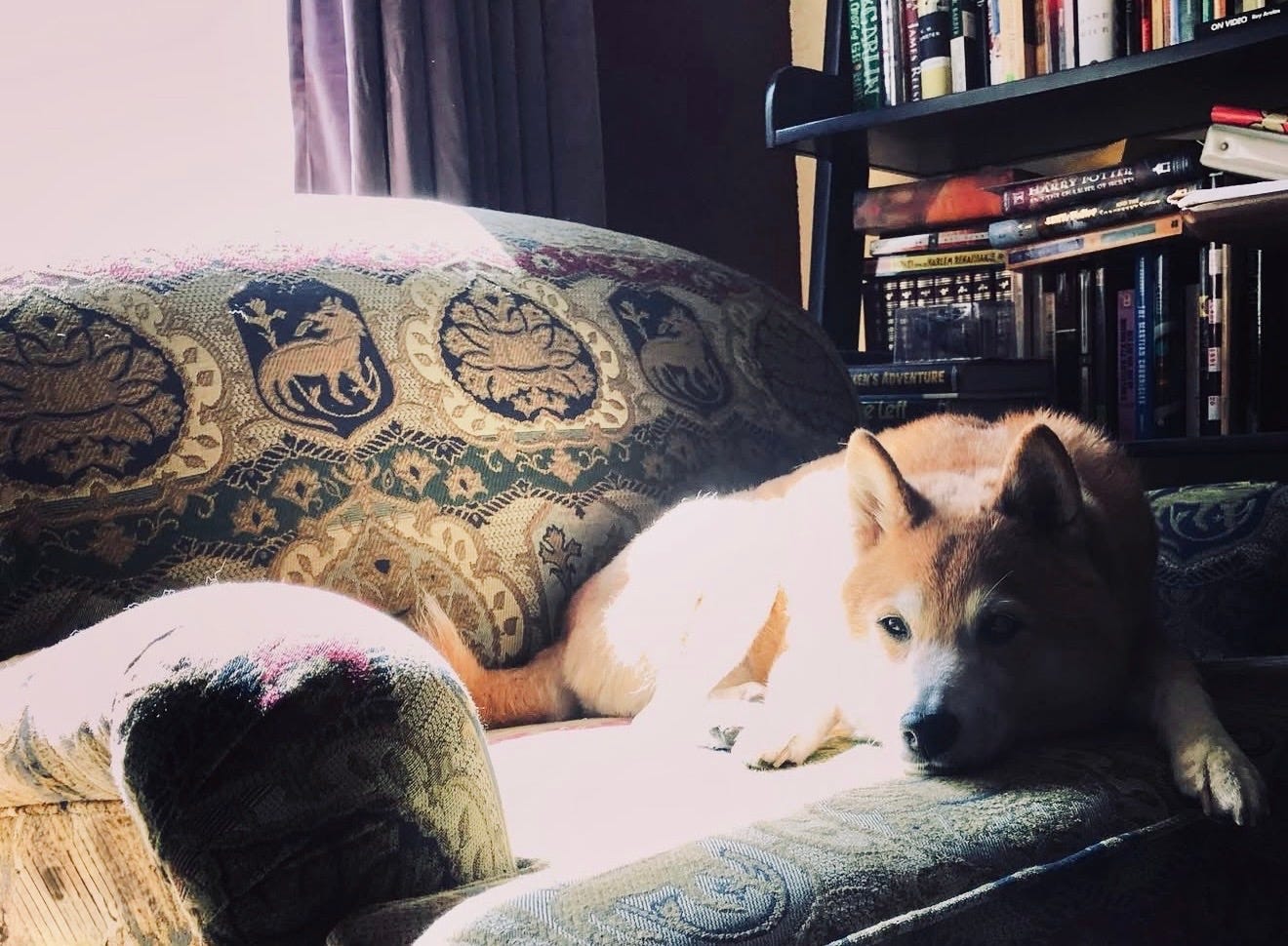 Renzo, a red and white Shiba Inu, rests in a sun-warmed chair, bookshelves behind him.