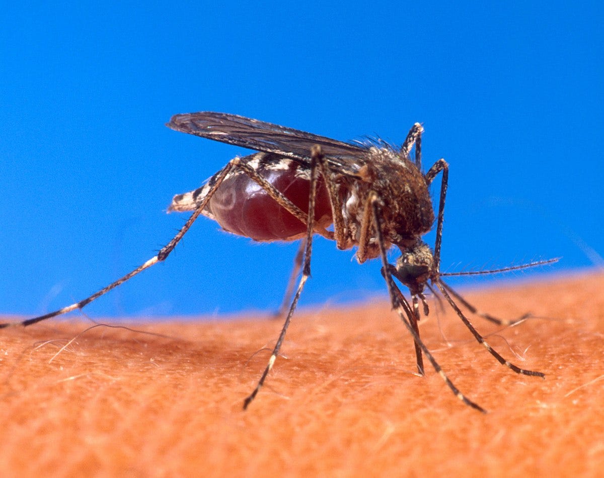 Insect bites and stings - Wikipedia