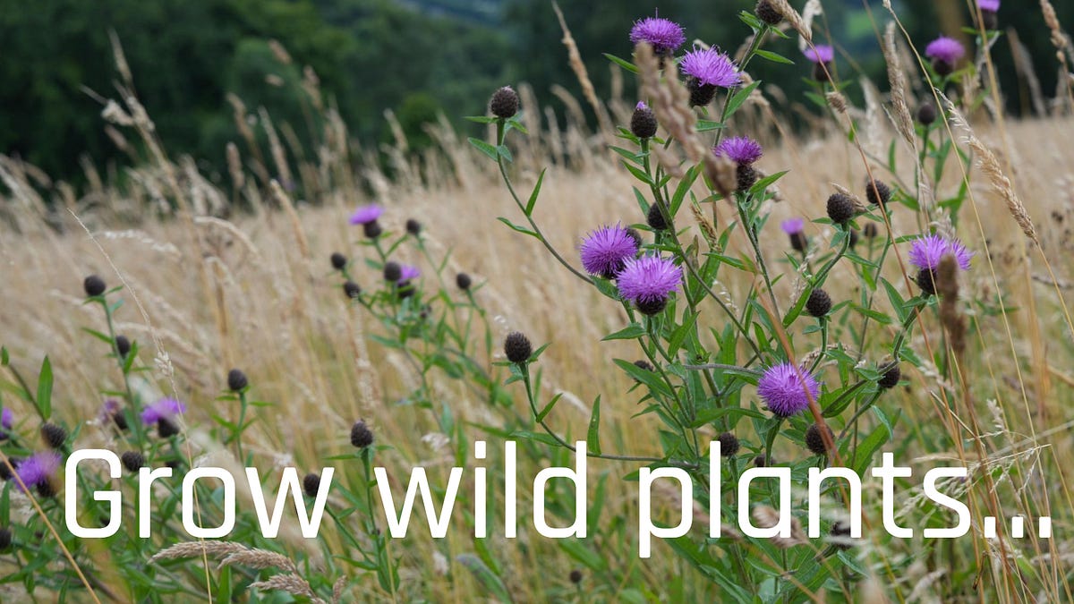 Wild plant database - annual and perennial wildflowers, shrubs and trees