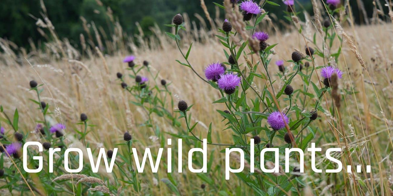 Wild Plant A-Z
