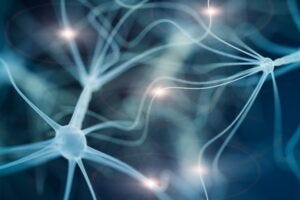 neurons