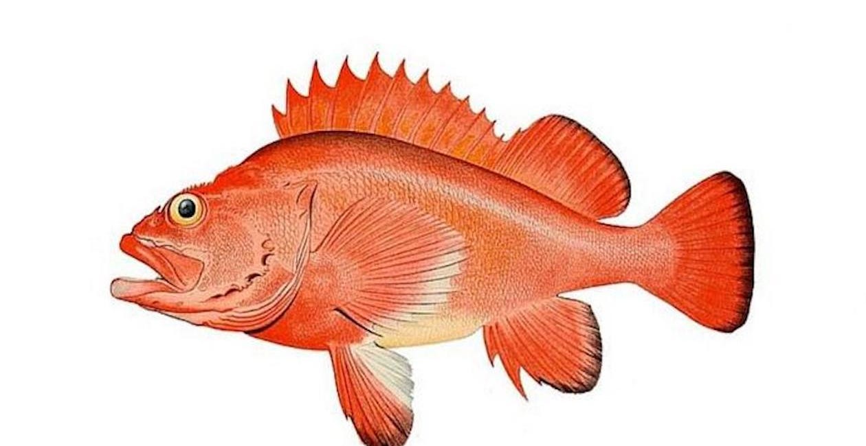 Red Herrings