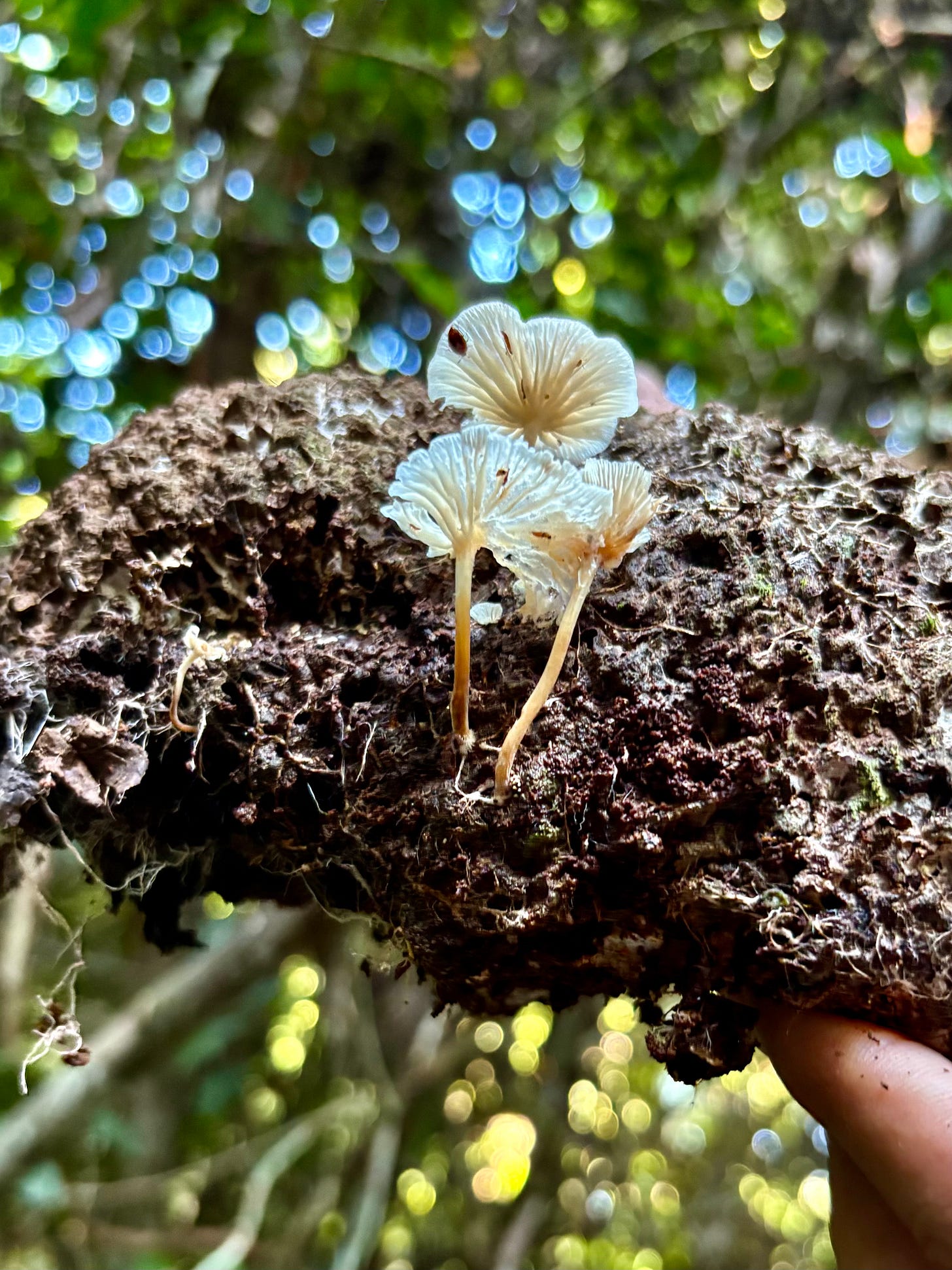 Among the Mushrooms of the Amazon - by Char Rogg