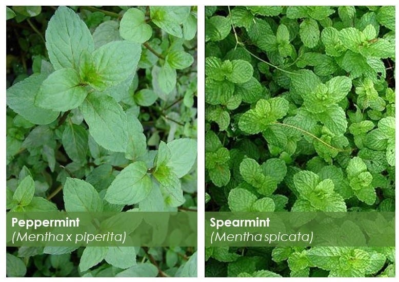 Peppermint vs spearmint Peppermint vs spearmint
