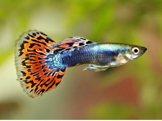 Guppys, Lebistes ou Barrigudinhos - Os queridinhos de todo aquarista