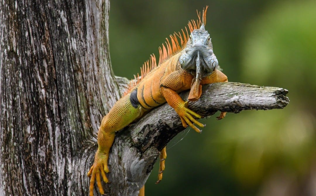 a lizard on a tree