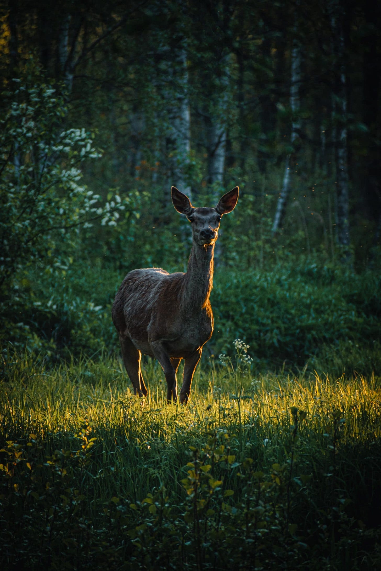 https://unsplash.com/@christina_kozak?utm_source=unsplash&utm_medium=referral&utm_content=creditCopyText
