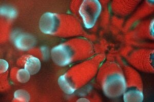 An image of the coral Stylophora pistillata taken with the new micrsope, BUMP. Each polyp has a mouth and a set of tentacles, and the red dots are individual microalgae residing inside the coral tissue.