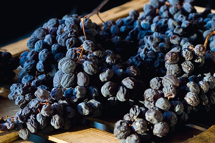 Dried Corvina grapes destined for Amarone. 