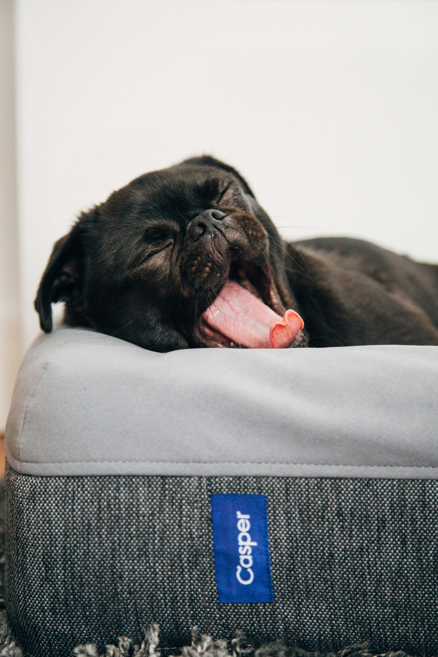 My black pug Toshi sleeping on his newly acquired Casper mattress bed. My black pug Toshi sleeping on his newly acquired Casper mattress bed.