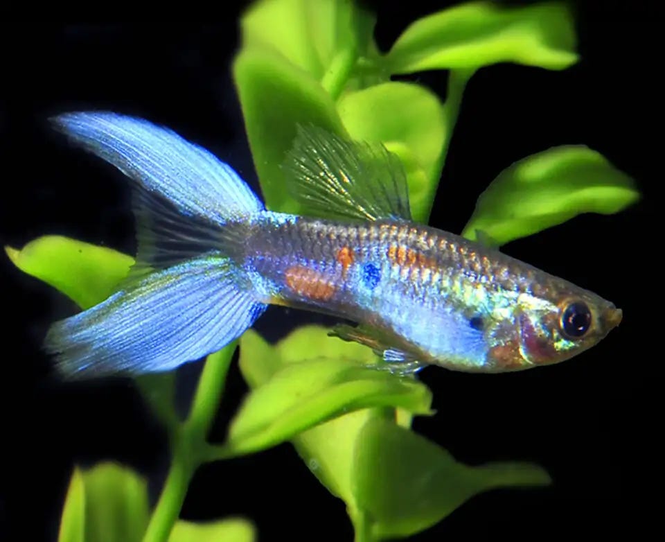 Lyretail Guppy, Male - Aquarium Libraries