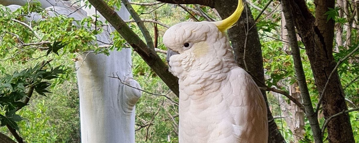 BLOG: Meet My New Writing Companion Mr Cockatoo