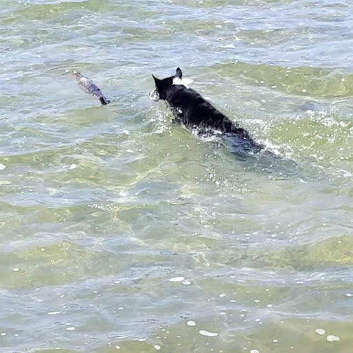 Dog swimming to a stick