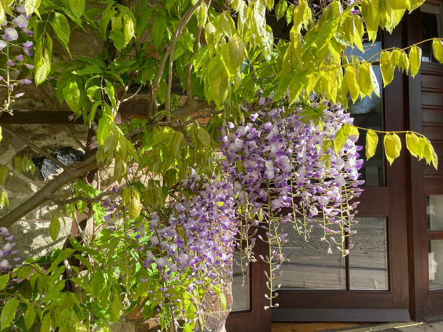 The lilac blooms of a Wisteria growing over a doorway