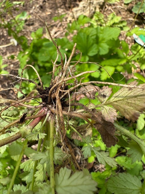 The main attractant, clove scented roots of Geum urbanum 