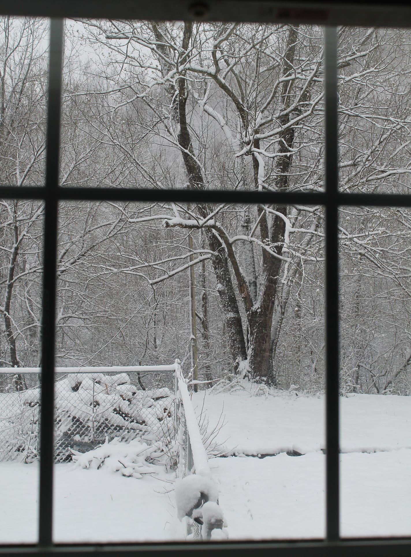 A snowy yard, viewed through a window. Several inches of fluffy snow cover the ground, a pile of cut logs, the branches of all the trees, an even the rail of the chain link fence. A large maple tree dominates the center of the image. The image appears almost black and white although it was shot and processed in color. 