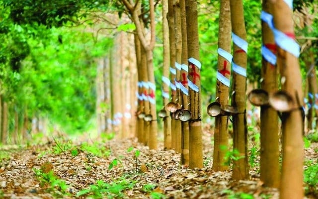 Một doanh nghiệp cao su chuyển đổi gần 11.000ha đất cao su phục vụ nhiều mục đích khác Một doanh nghiệp cao su chuyển đổi gần 11.000ha đất cao su phục vụ nhiều mục đích khác
