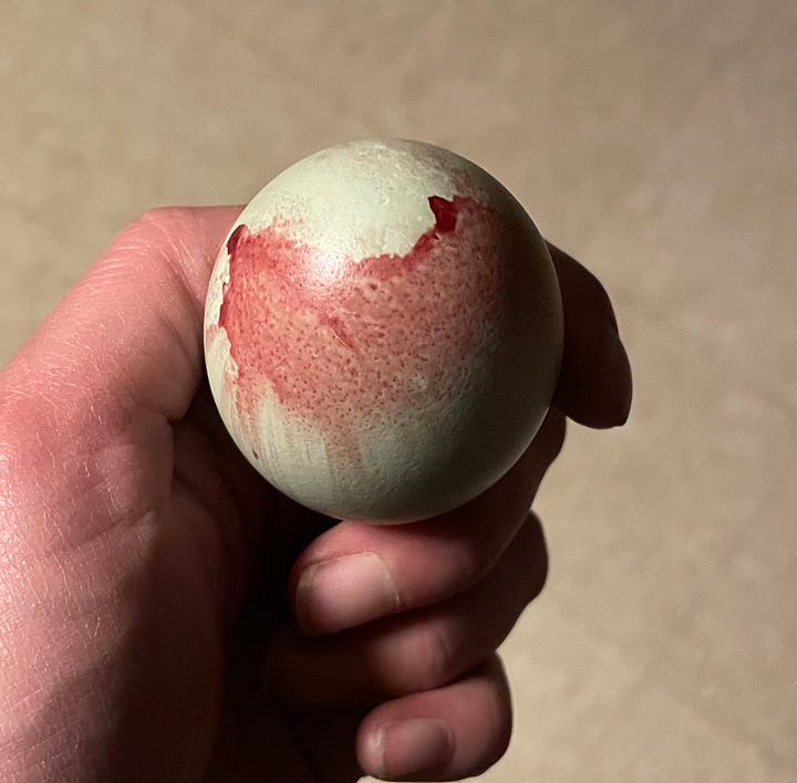 blue chicken egg with blood on the outer shell from laying trauma