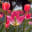 MP's avatar