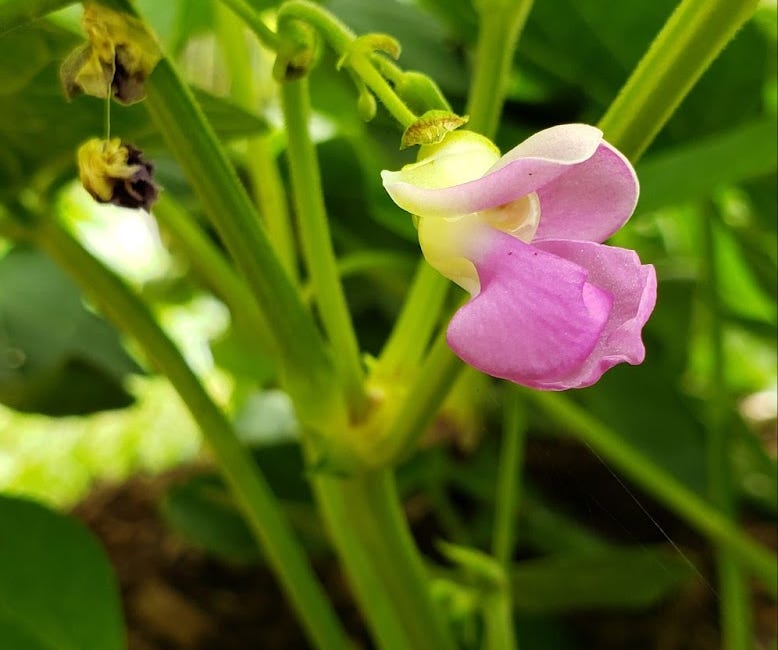 The Garden Is An Evaluative Evolution | Part 1 | (#4)