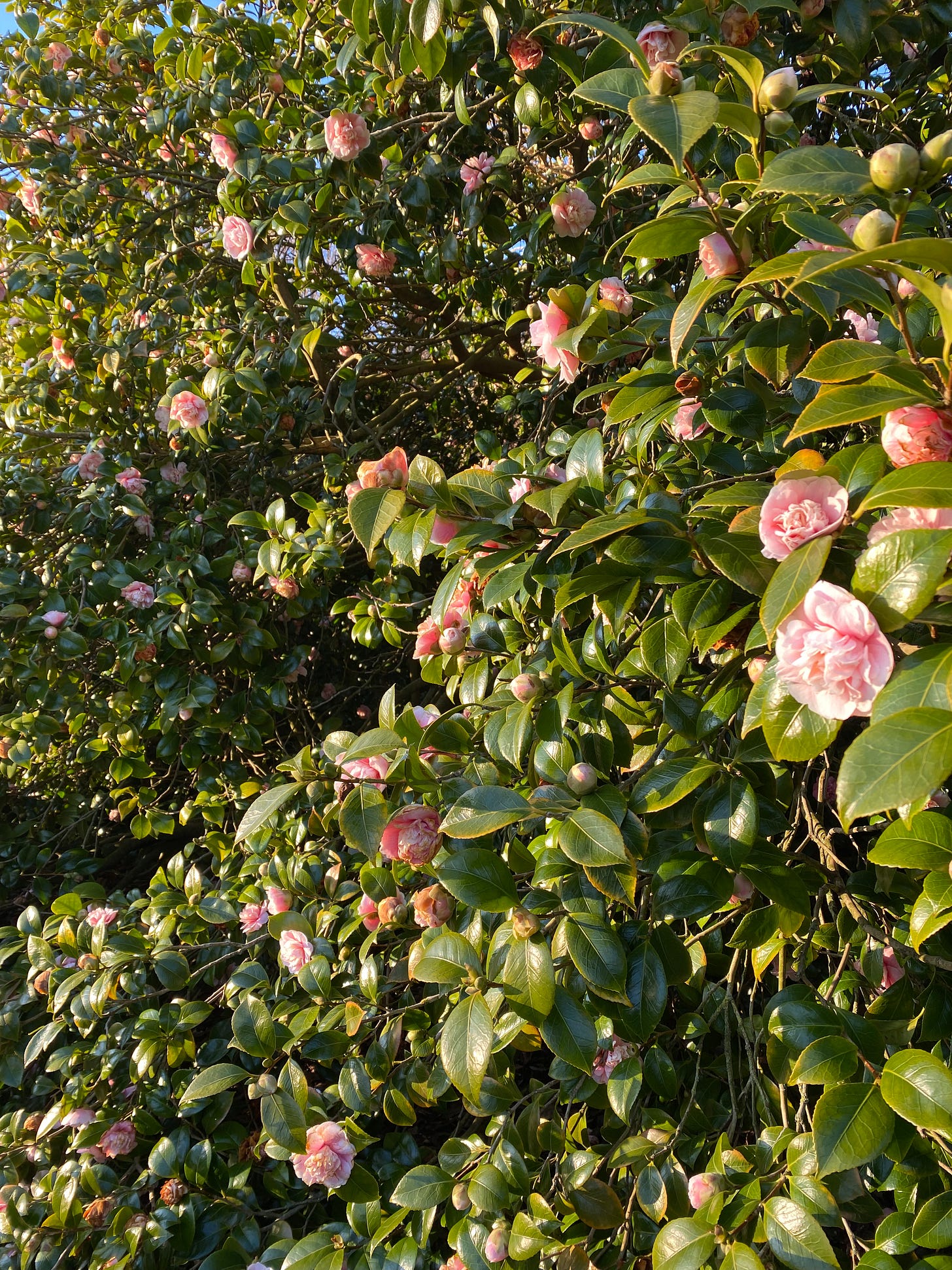 February blooms outside Kenwood House