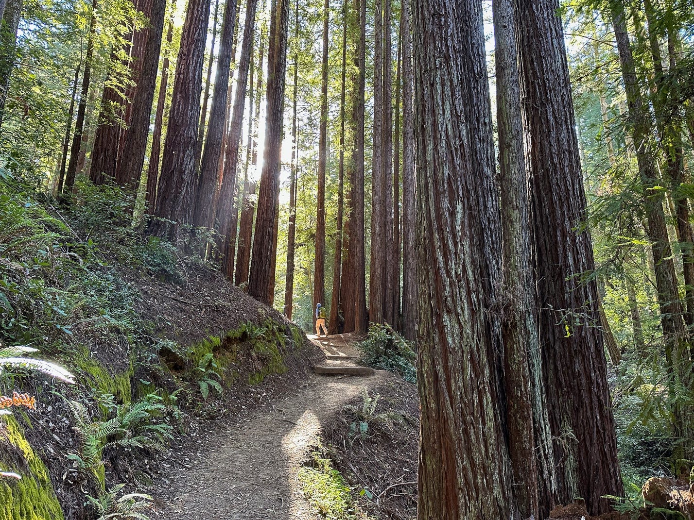 A person walking on a trail in a forest

Description automatically generated with low confidence