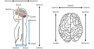 Exploring the brain: a tour of the ... Exploring the brain: a tour of the ...