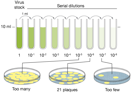 Plaque assay Plaque assay