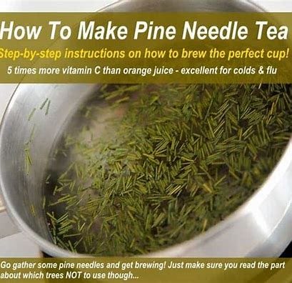 Image result for pine tea shimanick acid