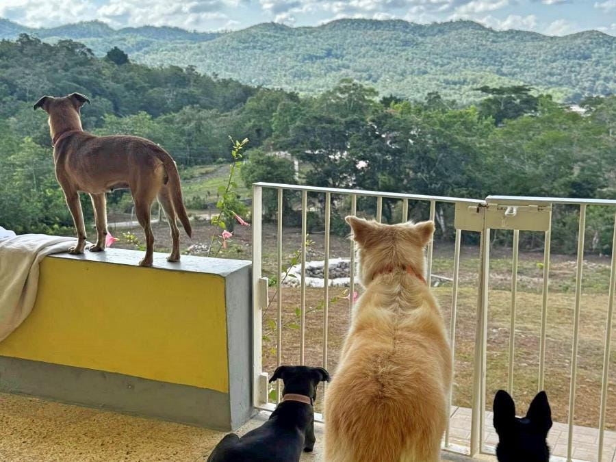 Animal Lodge Volunteers