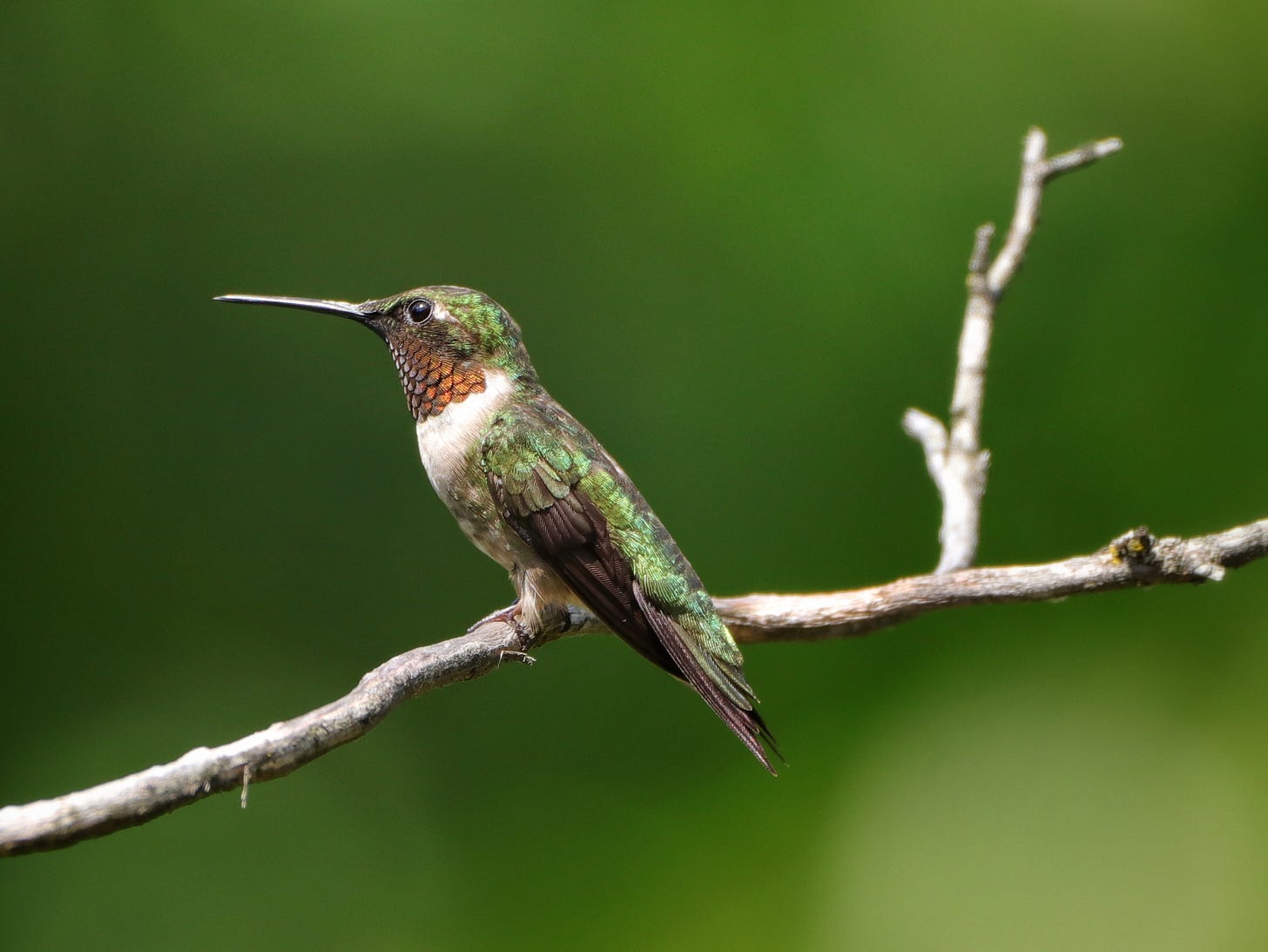 A ruby-throated hummingbird perches on a skinny branch