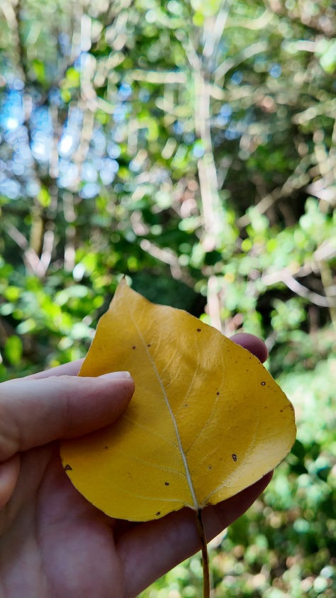 A giant beech tree, Yggdrasil; Lucy, a white woman with a green hooded jacket and blond hair looking to the side, a hand holding a  golden poplar leaf