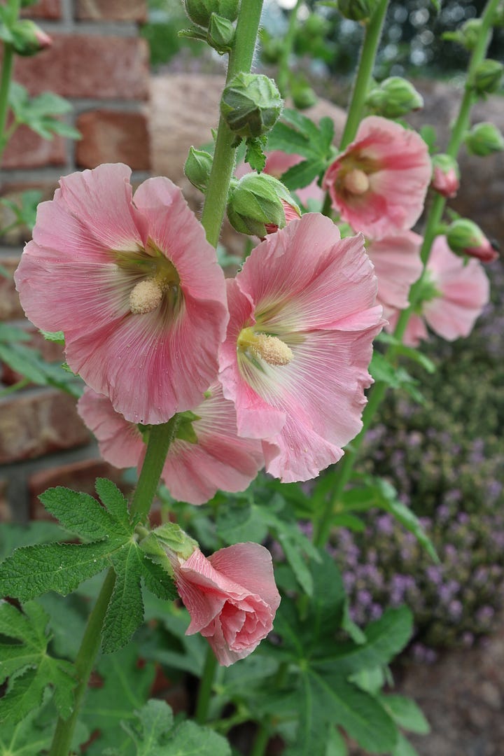 morning glory and hollyhock flowers