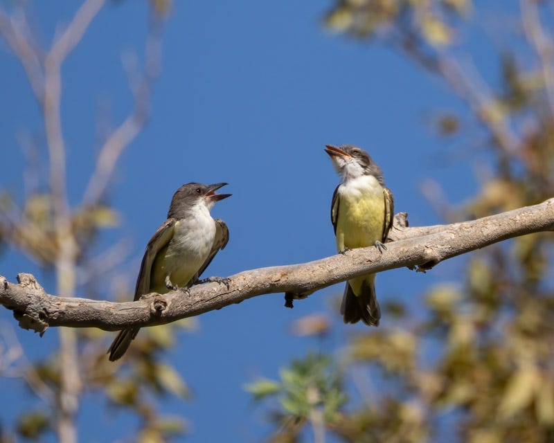 20250822-BoxCanyon-48-Edit.jpg 20250822-BoxCanyon-48-Edit.jpg