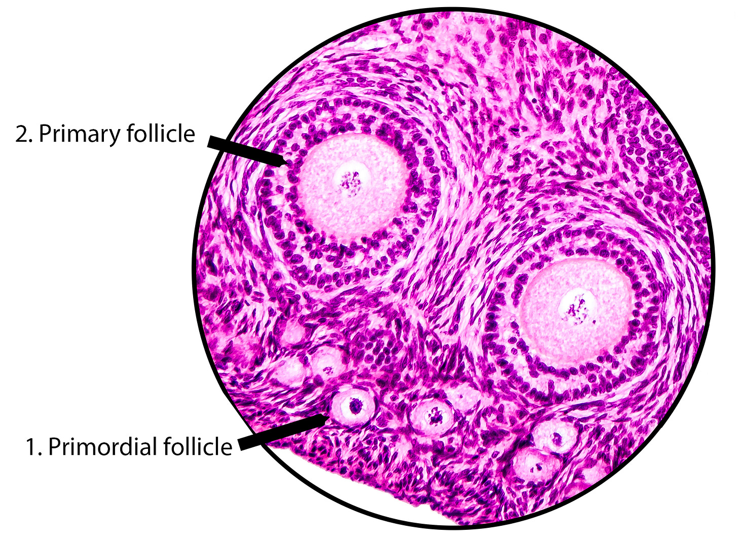 Micrograph showing a few primordial follicles and two primary follicles. You can see the egg, the surruonding sac of fluid, and the layers of granulosa cells. Micrograph showing a few primordial follicles and two primary follicles. You can see the egg, the surruonding sac of fluid, and the layers of granulosa cells.