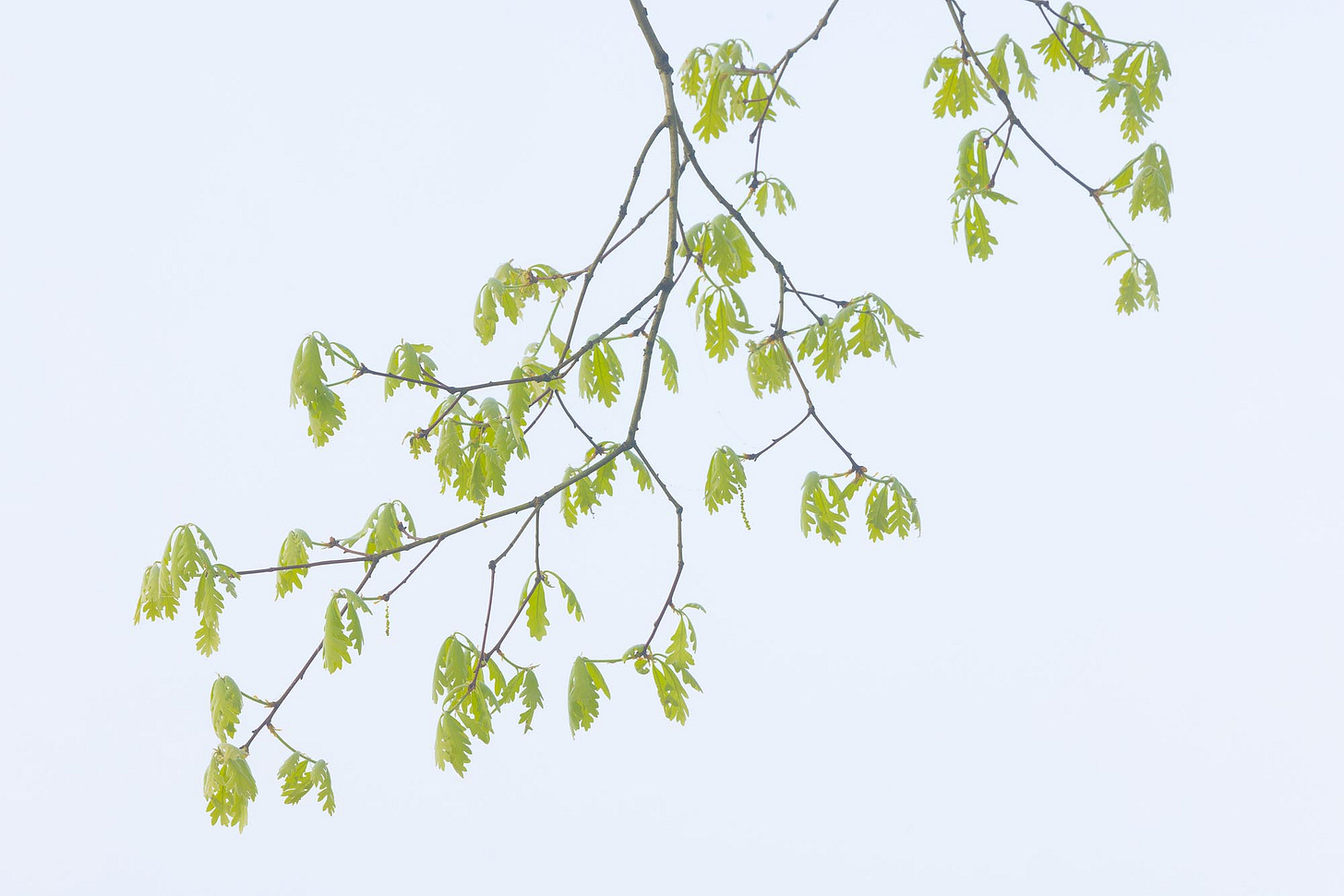 Early leaves on an oak tree in Great Smoky Mountains National Park.