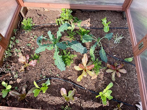 winter kitchen garden; cold frame