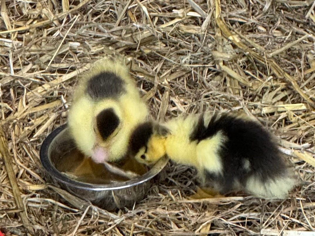 Two brown and yellow ducklings, with a metal water bowl on a bed of straw