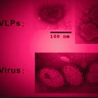 Σωματίδια που Mοιάζουν με «Iούς»