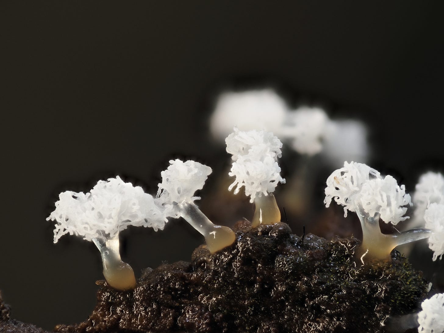 Ceratiomyxa morchella