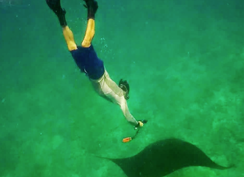 Tagging manta rays to study movements and behaviors