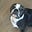 ArnoldtheBoston's avatar