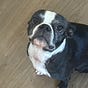 ArnoldtheBoston's avatar