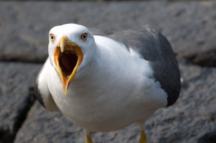 Do You Have a "Seagull Manager"? - Modern Servant Leader Do You Have a "Seagull Manager"? - Modern Servant Leader