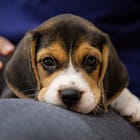 Spain Legalizes Bestiality But Imposes Jailtime For Injuring A Rat And Other ‘Vertebrate Animals’